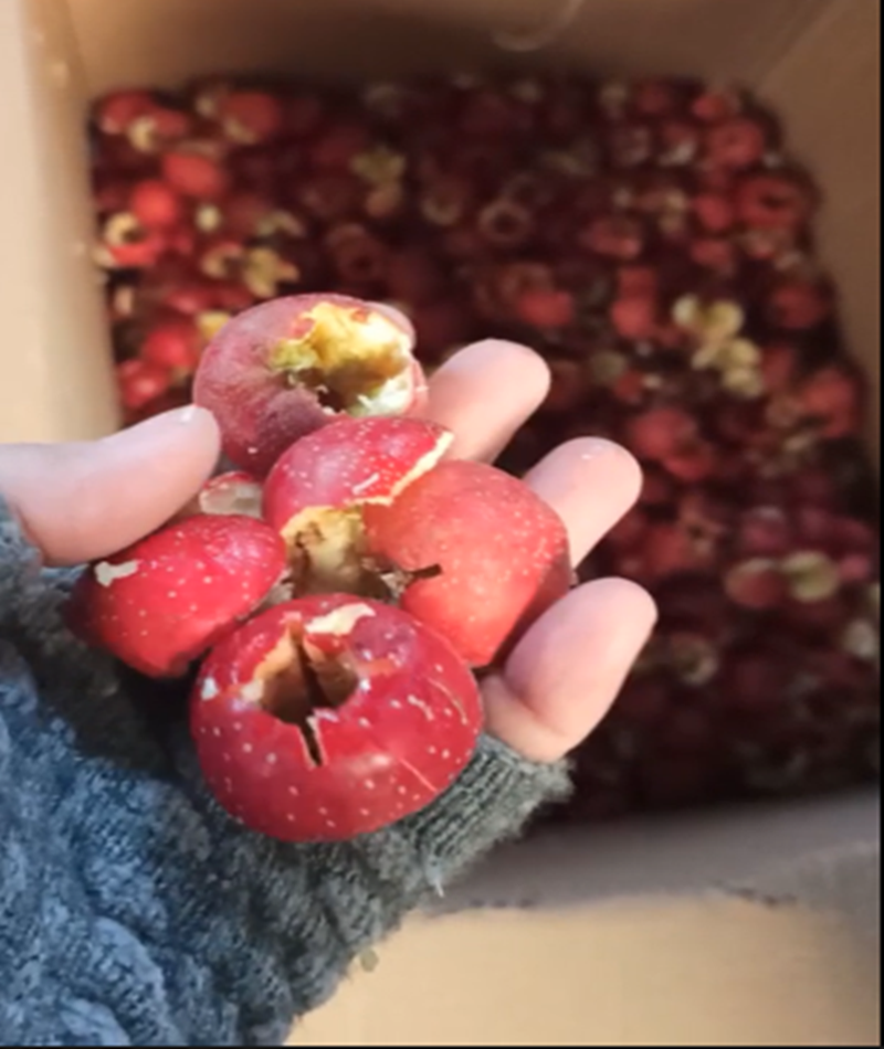 山楂、青梅去核機(jī)